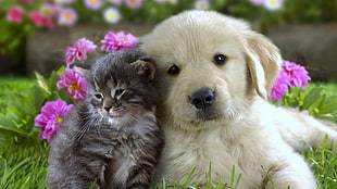 yellow Labrador Retriever puppy with grey tabby kitten on green grass